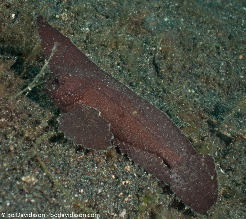 BD-090925-Lembeh-9253801-Taenianotus-triacanthus.-Lacepède.-1802-[Leaf-scorpionfish].jpg